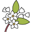 Jasmine