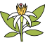 Neroli